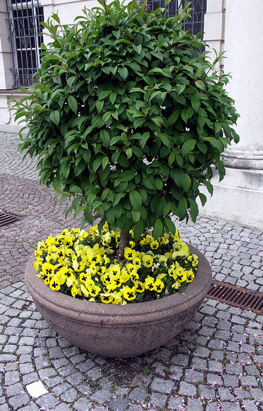 salzb005w