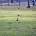 boston3544w