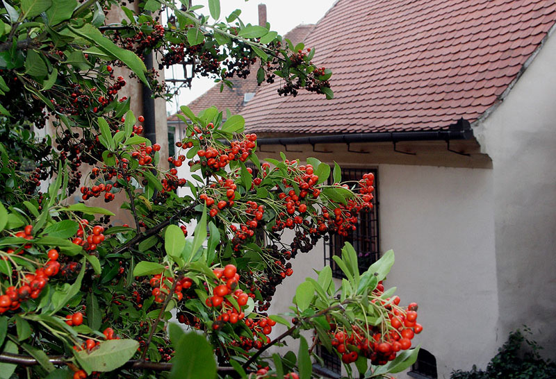 mikul10