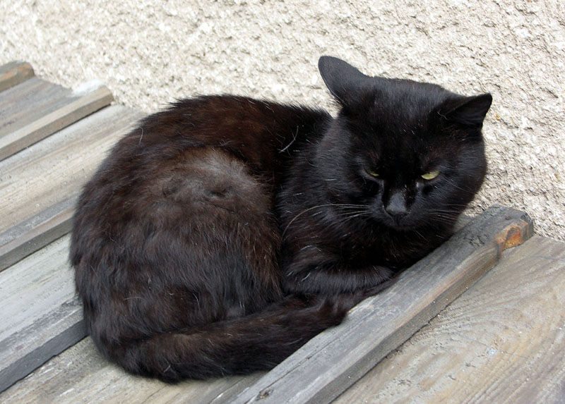 pernkot1