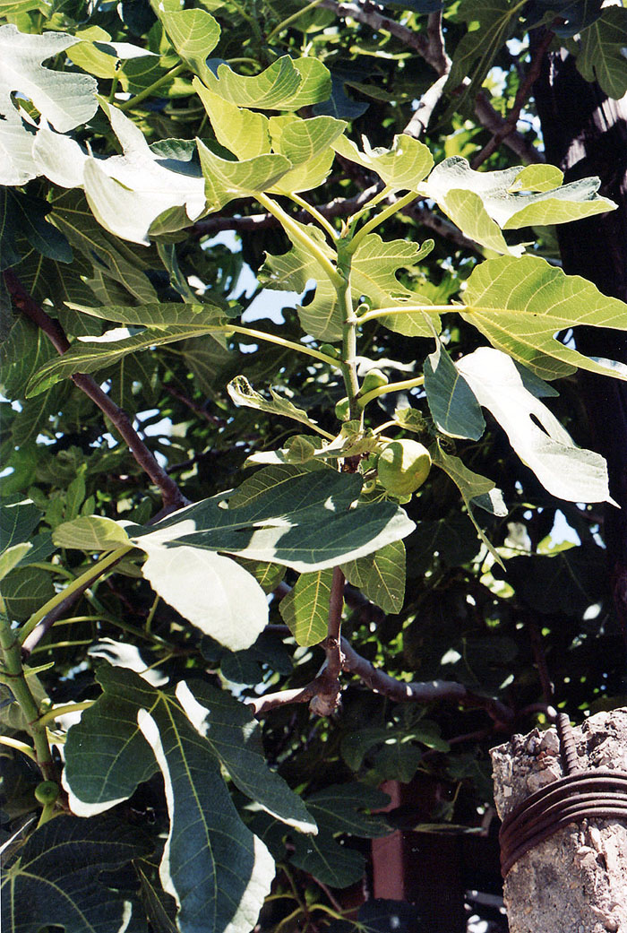 alushfiga