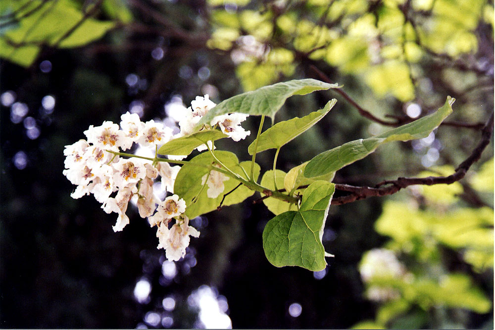 catalpa