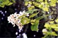 catalpa