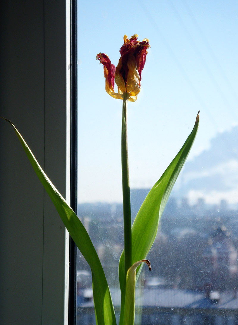 etulip1w