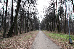 Аллея регулярного парка