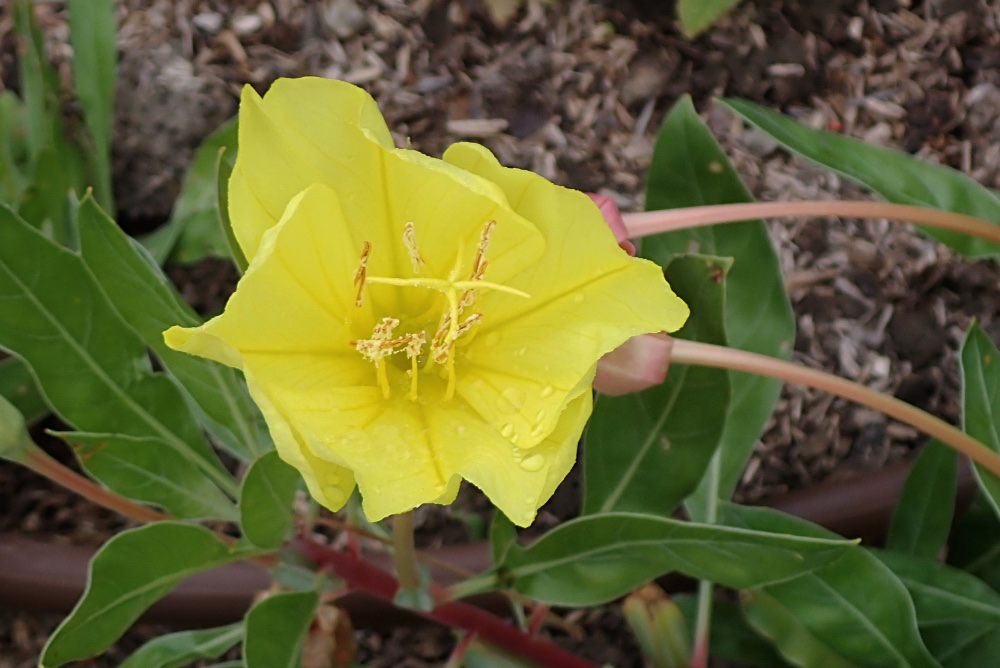 P263050