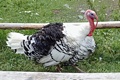 P152598