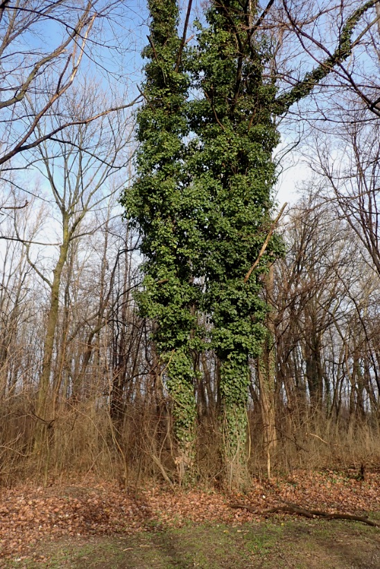 P03890