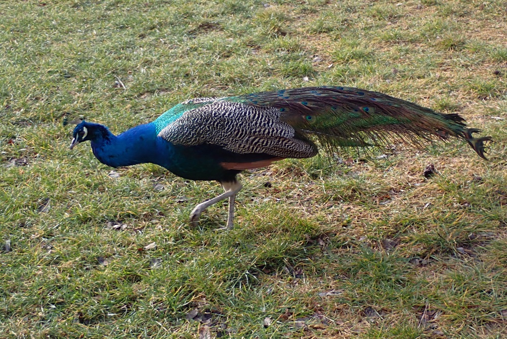 P0401