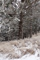 P0294