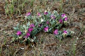 IM1352