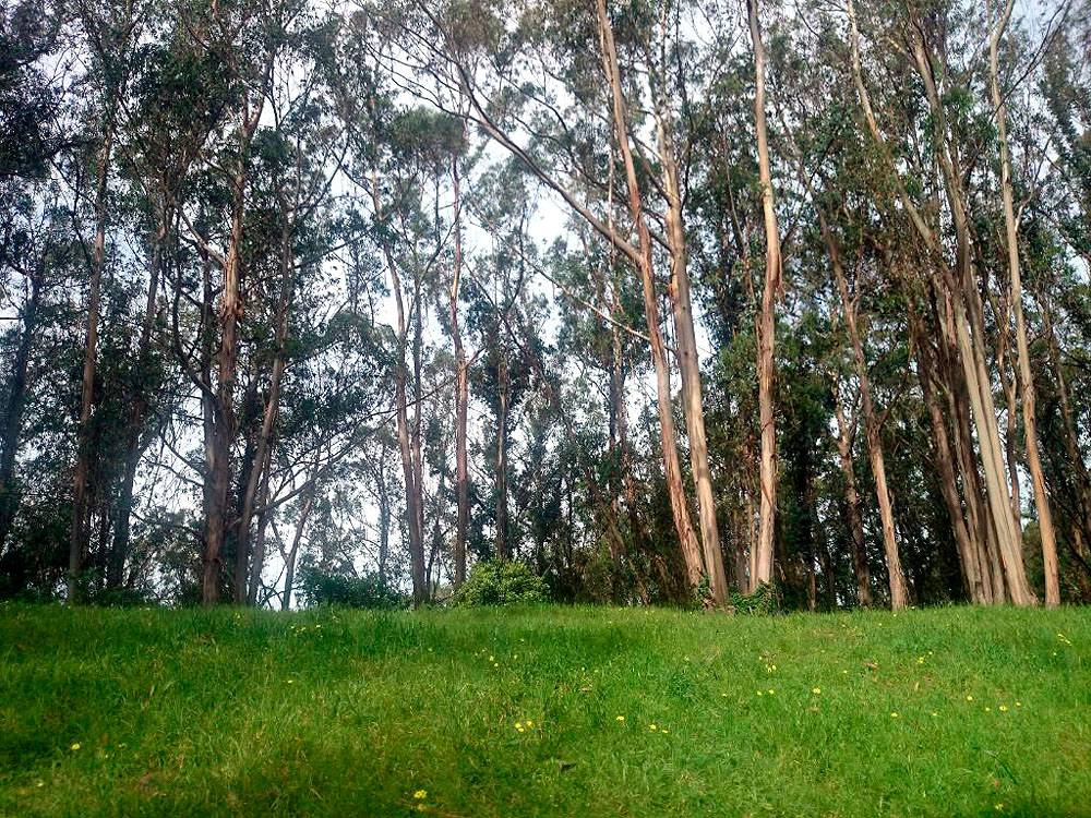 DS0004w