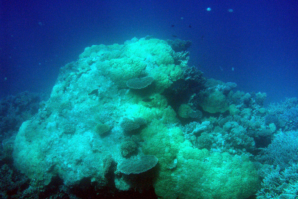 P2184