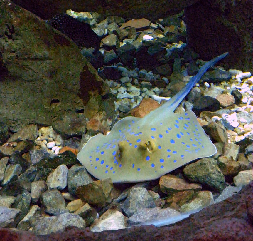 elgunaaq5
