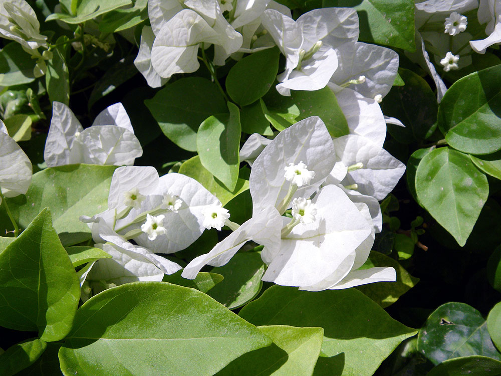 makadi41