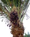 makadi22