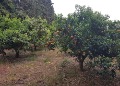 SAMS0418_195433w
