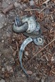 SAMS0418_202512w