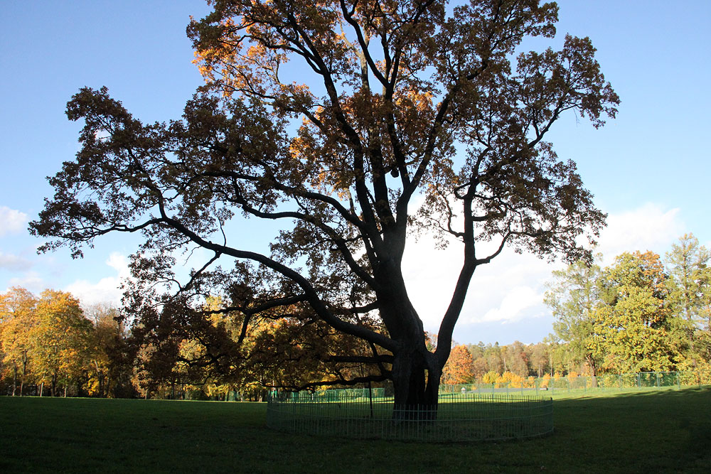 две встречи князя андрея с дубом. 2 встреча болконского с дубом. сообщение о дубе. свинья под дубом вековым, наевшись желудей досыта до отвала. стихотворение одинокий дуб.
