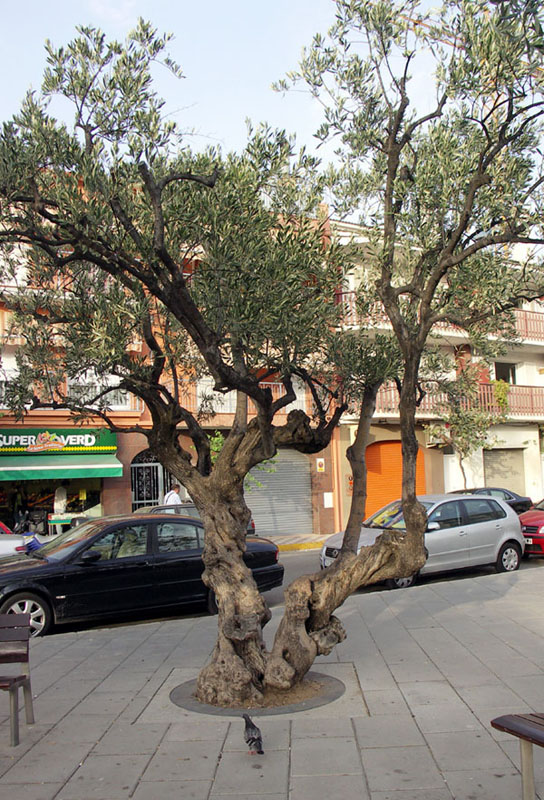 pineda35w