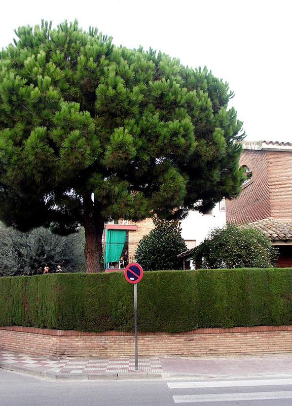 pineda39w