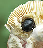 P2655