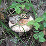 P2673