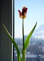 etulip1w