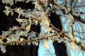 allcosm6w